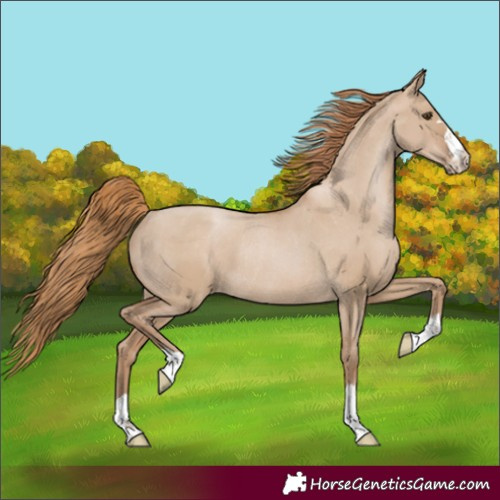 Horse Color:Grullo Pearl Appaloosa Rabicano 