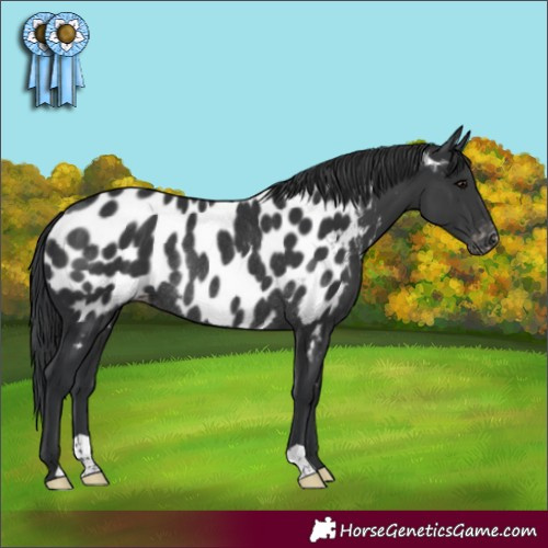 Horse Color:Black Appaloosa Rabicano 