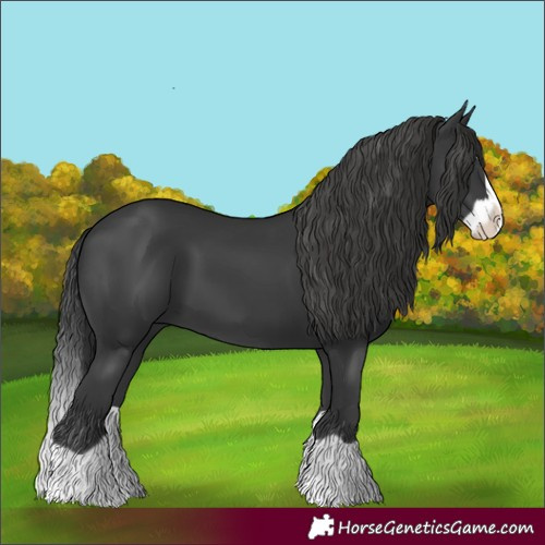 Horse Color:Black Splash 
