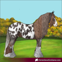 Horse Color:Liver Chestnut Sabino Splash Near Leopard and Liver Chestnut Sabino Splash Near Leopard