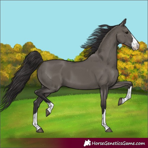 Horse Color:Smoky Grullo 