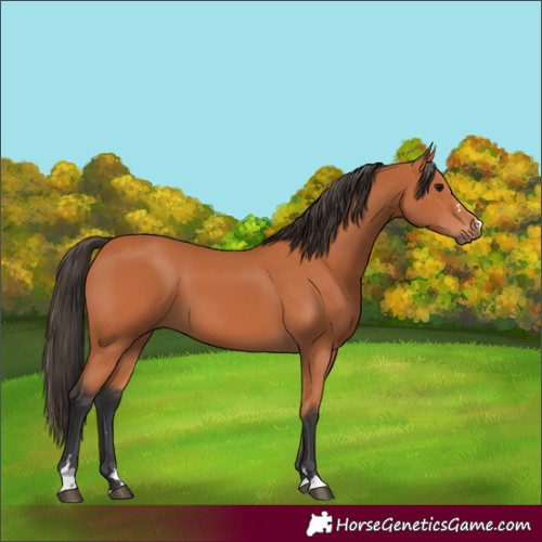 Horse Color:Bay 