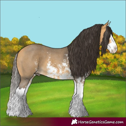 Horse Color:Buckskin Sabino Splash 