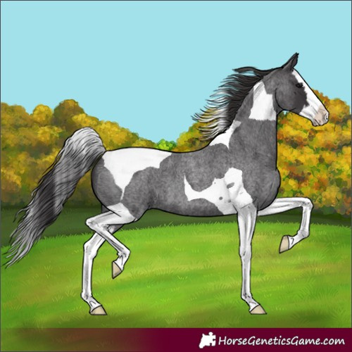 Horse Color:Smoky Blue Roan Splash Tobiano