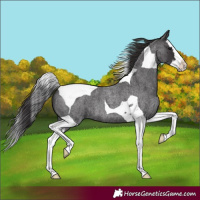 Horse Color:Smoky Blue Roan Splash Tobiano 