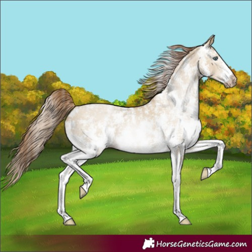 Horse Color:Gray Smoky Grullo Pearl Sabino
