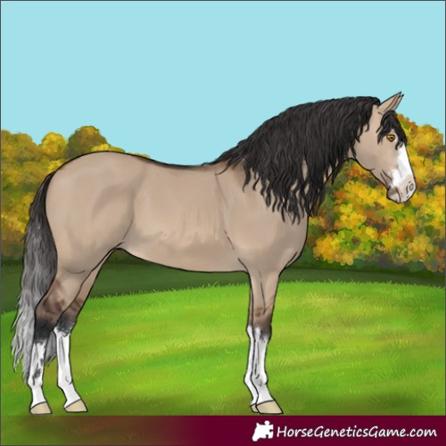 Horse Color:Brown Dun 