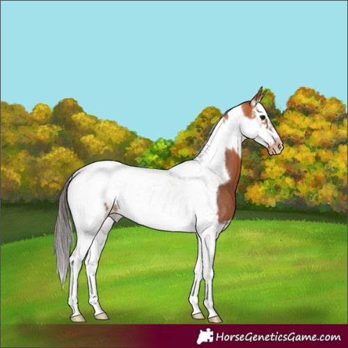 Horse Color:Bay Splash Tobiano Frame Varnish 