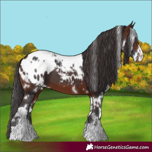 Horse Color:White Spotted Brown Appaloosa 