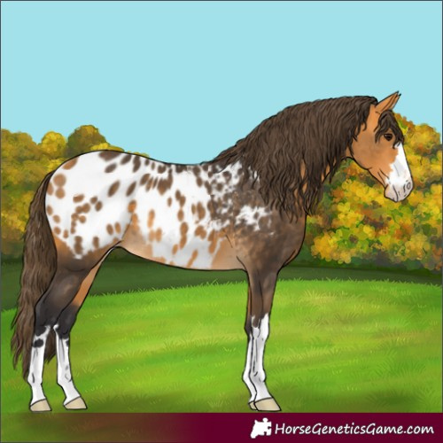 Horse Color:Buckskin Appaloosa 