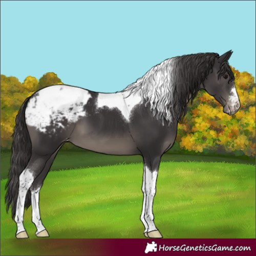 Horse Color:Smoky Black Tobiano Appaloosa 