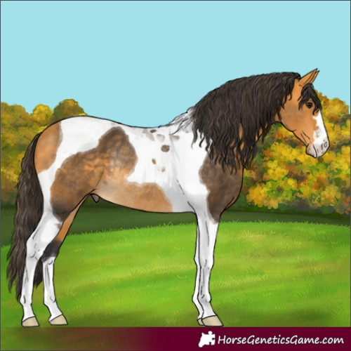 Horse Color:Buckskin Tobiano Rabicano 
