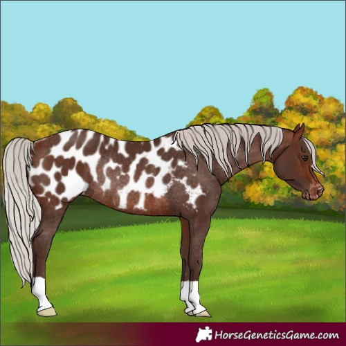 Horse Color:Silver Brown Appaloosa Rabicano