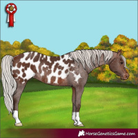 Horse Color:Silver Brown Appaloosa Rabicano