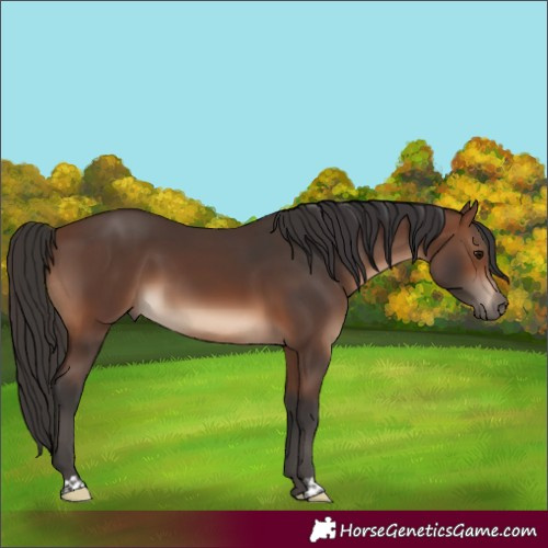 Horse Color:Brown 