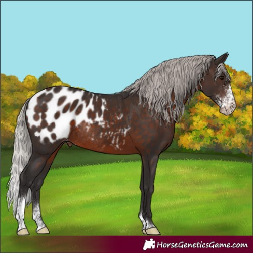 Horse Color:Silver Brown Sabino Appaloosa Rabicano 