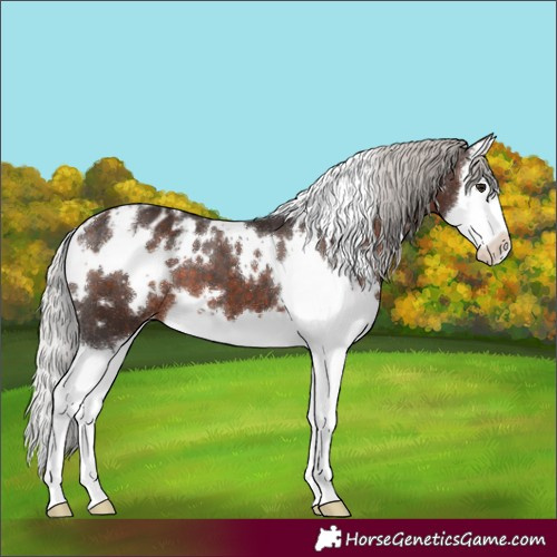 Horse Color:White Spotted Silver Brown Splash Appaloosa