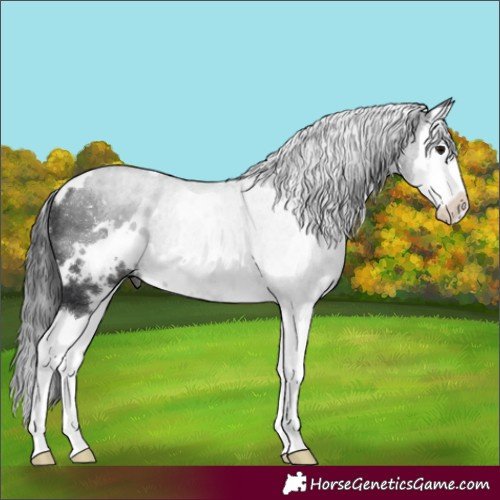 Horse Color:White Spotted Black Splash Rabicano