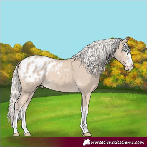 Horse Color:Cremello Appaloosa 