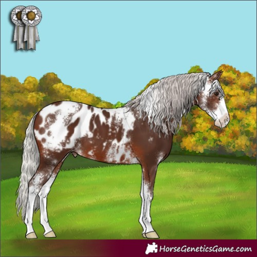 Horse Color:Silver Brown Sabino Appaloosa 