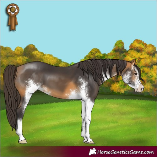 Horse Color:Buckskin Sabino 