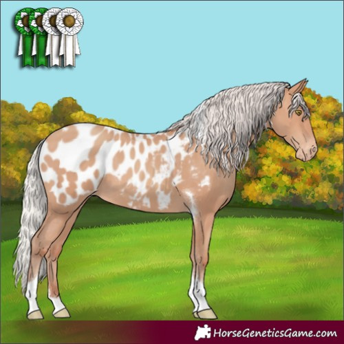 Horse Color:Silver Sable Champagne Tobiano Appaloosa 