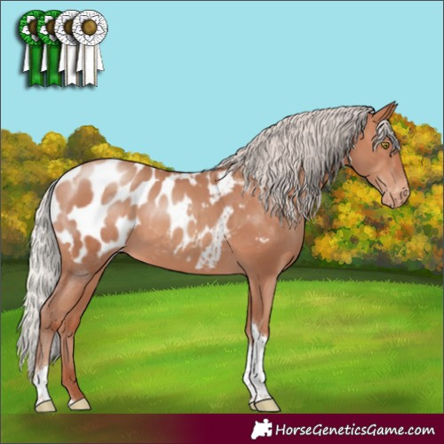 Horse Color:Silver Sable Champagne Tobiano Appaloosa