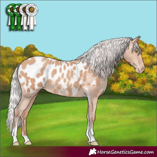 Horse Color:Silver Sable Champagne Tobiano Appaloosa 