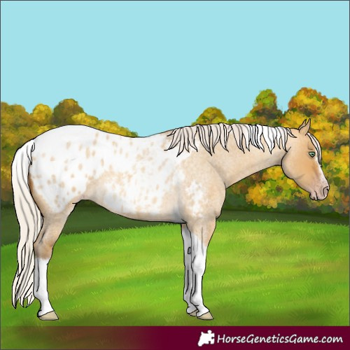 Horse Color:Gray Silver Amber Cream Champagne Roan Dun Splash Tobiano Frame Blanket Rabicano 