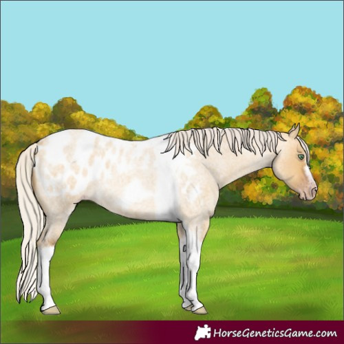 Horse Color:Gray Silver Amber Cream Champagne Roan Dun Splash Tobiano Frame Blanket Rabicano 