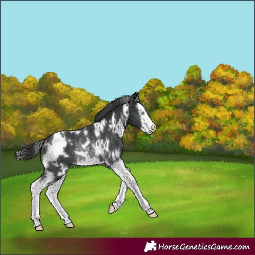 Horse Color:White Spotted Black Sabino Splash Rabicano 