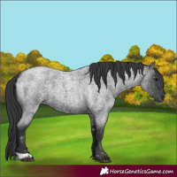 Horse Color:Blue Roan 