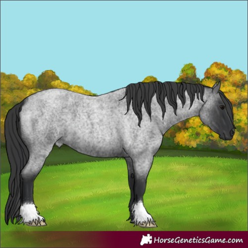 Horse Color:Blue Roan 