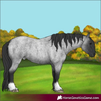 Horse Color:Blue Roan