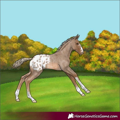 Horse Color:Chocolate Palomino Roan Appaloosa