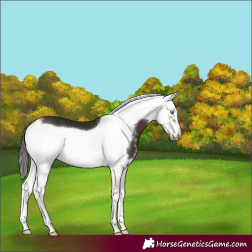 Horse Color:Bay Sabino Splash Frame 