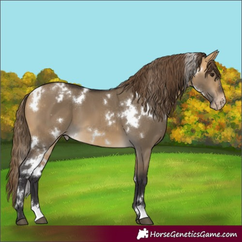 Horse Color:White Spotted Buckskin Dun Appaloosa 