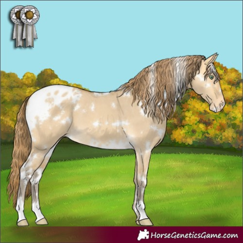 Horse Color:White Spotted Amber Cream Champagne Dun Appaloosa 