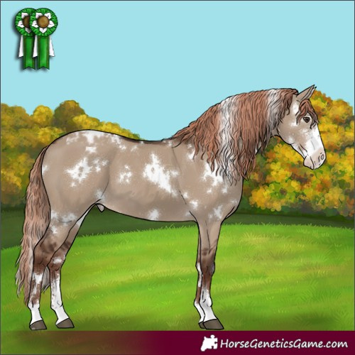 Horse Color:White Spotted Liver Red Dun Sabino Appaloosa 