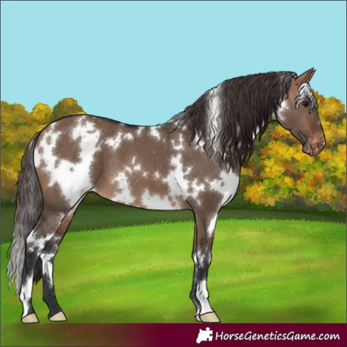 Horse Color:White Spotted Brown Dun Appaloosa 