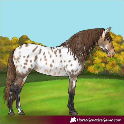 Horse Color:White Spotted Buckskin Dun Appaloosa 