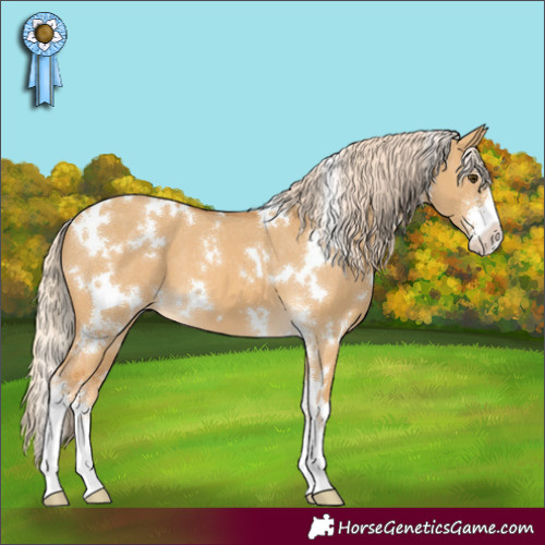 Horse Color:White Spotted Palomino Dun Sabino Appaloosa 