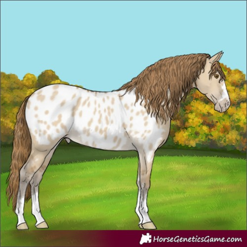 Horse Color:Classic Cream Champagne Dun Appaloosa 