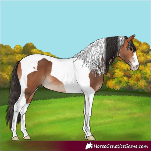 Horse Color:Bay Tobiano 