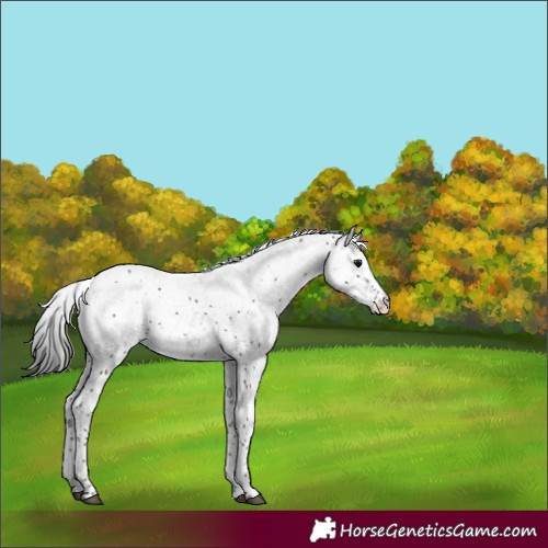 Horse Color:White Spotted Smoky Black Sabino