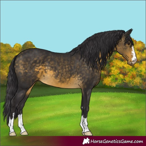 Horse Color:Buckskin 