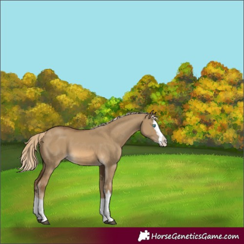 Horse Color:Chocolate Palomino Dun Splash