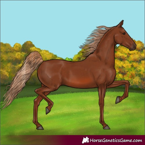 Horse Color:Chestnut 