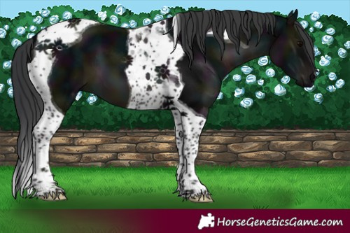 Horse Color:Midnight Black Tobiano 