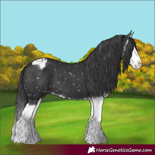 Horse Color:Black Splash Appaloosa 